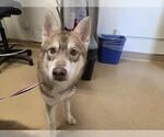 Small Siberian Husky