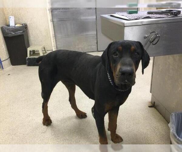 Medium Photo #1 Doberman Pinscher Puppy For Sale in Riverside, CA, USA