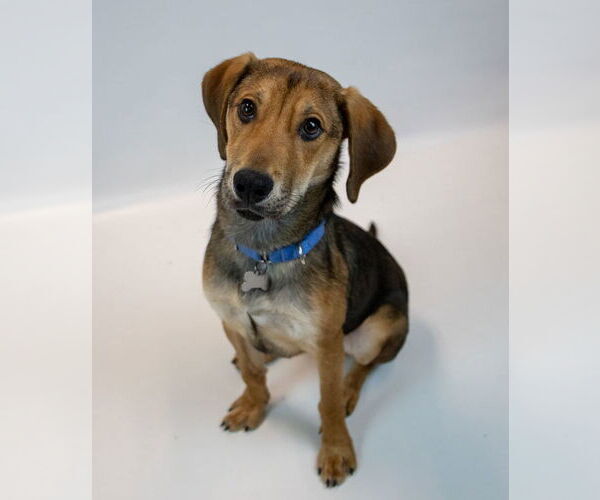 Medium Photo #4 Mutt Puppy For Sale in Kennesaw, GA, USA