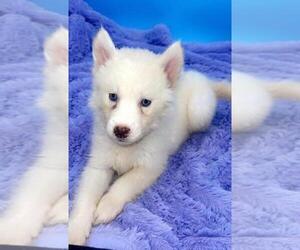 Siberian Husky Puppy for sale in SANDY HOOK, KY, USA