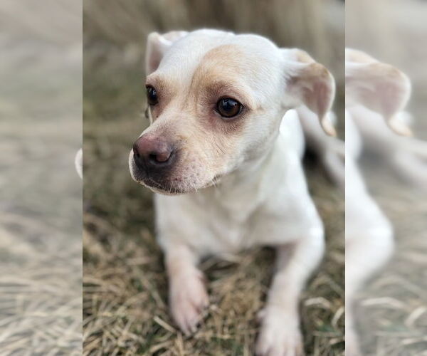 Medium Photo #4 Chiweenie Puppy For Sale in Omaha, NE, USA