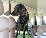 Small Photo #13 Catahoula Leopard Dog-Dalmatian Mix Puppy For Sale in THOUSAND OAKS, CA, USA