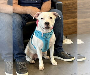 Princess - Female American Pit Bull Terrier-Unknown Mix Dog for Adoption - Photo #5
