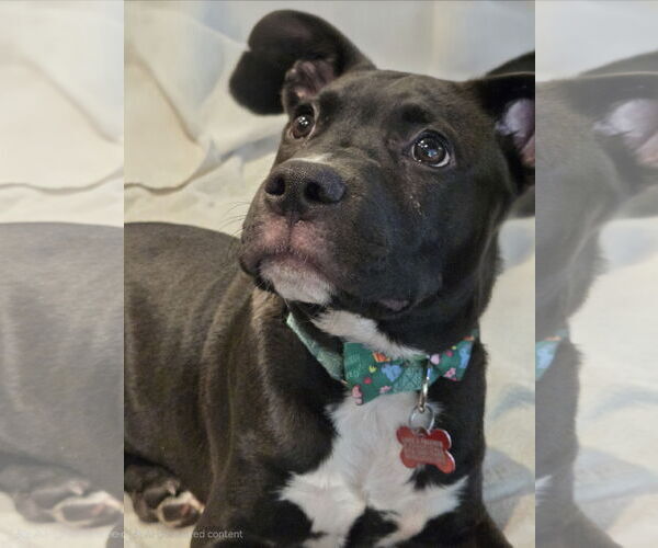 Medium Photo #16 American Pit Bull Terrier-Labrador Retriever Mix Puppy For Sale in San Diego, CA, USA