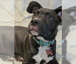 Small #15 American Pit Bull Terrier-Labrador Retriever Mix