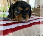Small Photo #3 Cavalier King Charles Spaniel Puppy For Sale in FROSTPROOF, FL, USA