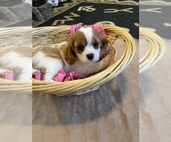 Medium Photo #3 Cavalier King Charles Spaniel Puppy For Sale in GRAND SALINE, TX, USA