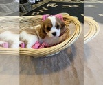 Small #2 Cavalier King Charles Spaniel