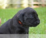 Small Photo #27 Labrador Retriever Puppy For Sale in RICHMOND HILL, GA, USA