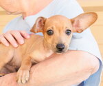 Small #1 Chihuahua Mix