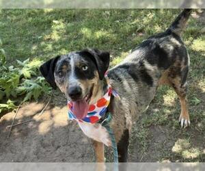 Mutt Dogs for adoption in Tulsa, OK, USA