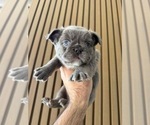 Small Photo #6 French Bulldog Puppy For Sale in NOGALES, AZ, USA