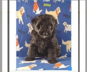 Aussie-Poo Puppy for sale in STOUTLAND, MO, USA