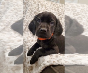 Irish Setter-Labrador Retriever Mix Puppy for sale in JANESVILLE, WI, USA