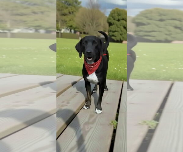 Medium Photo #3 Labrador Retriever Puppy For Sale in Weston, FL, USA