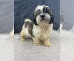 Small Photo #5 Shih Tzu Puppy For Sale in SAINT AUGUSTINE, FL, USA