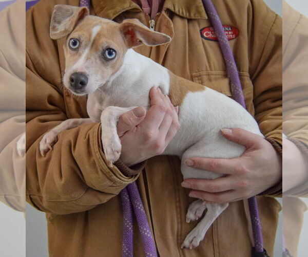 Medium Photo #2 Italian Greyhound-Unknown Mix Puppy For Sale in Huntley, IL, USA