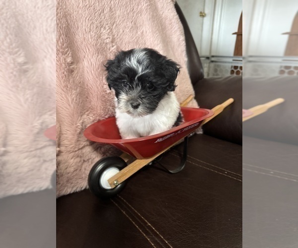 Medium Photo #6 Havanese Puppy For Sale in SATSUMA, FL, USA