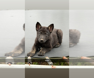 German Shepherd Dog Puppy for sale in SPARTANBURG, SC, USA