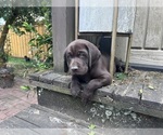Small #2 German Shorthaired Lab