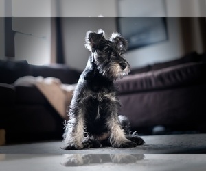 Schnauzer (Miniature) Dogs for adoption in SOUTH HAVEN, MI, USA