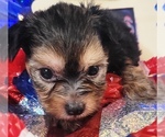 Puppy 7 Yorkshire Terrier