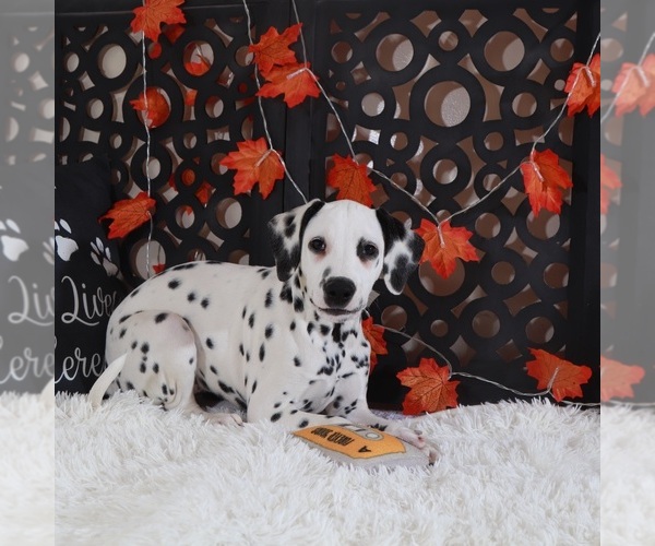 Medium Photo #4 Dalmatian Puppy For Sale in MOUNT VERNON, OH, USA
