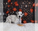 Small #3 Dalmatian