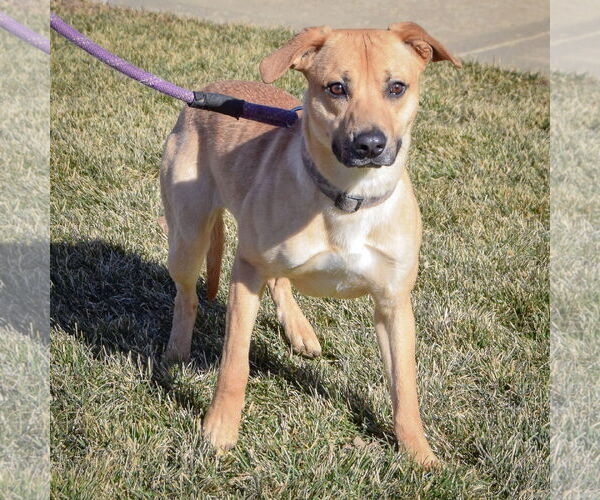 Medium Photo #3 Boxer-Unknown Mix Puppy For Sale in Huntley, IL, USA