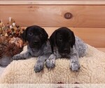 Small Photo #1 German Shorthaired Pointer Puppy For Sale in GAFFNEY, SC, USA