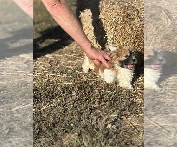 Medium Photo #4 Shorkie Tzu-Yorkshire Terrier Mix Puppy For Sale in CENTRALIA, IL, USA