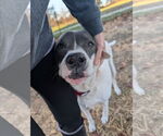Small #4 American Pit Bull Terrier Mix