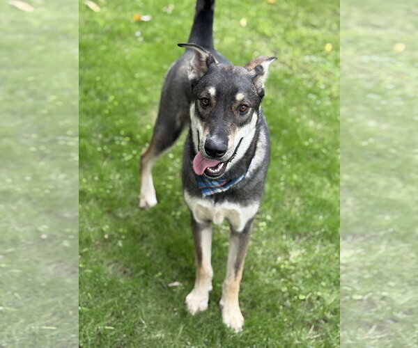 Medium Photo #4 Anatolian Shepherd-Siberian Husky Mix Puppy For Sale in Phoenix, AZ, USA