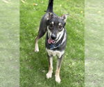 Small #3 Anatolian Shepherd-Siberian Husky Mix