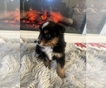 Small Photo #14 Miniature Australian Shepherd Puppy For Sale in QUINCY, CA, USA