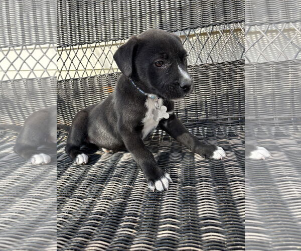 Medium Photo #2 Mutt Puppy For Sale in Holly Springs, NC, USA