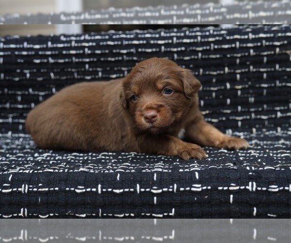 Medium Photo #4 Miniature American Shepherd Puppy For Sale in DAWSON, GA, USA