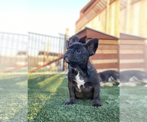 French Bulldog Puppy for Sale in CRYSTALAIRE, California USA