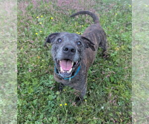 Mutt Dogs for adoption in Calhoun, GA, USA