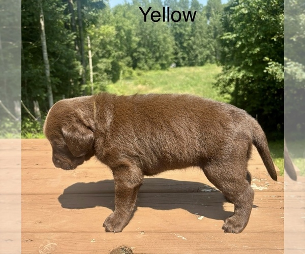 Medium Photo #2 Labrador Retriever Puppy For Sale in STANLEY, WI, USA