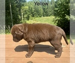 Small #1 Labrador Retriever