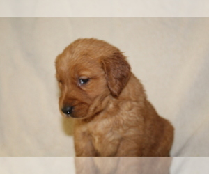 Golden Retriever Puppy for sale in BIG BEND, CO, USA