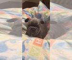 Puppy Puppy 5 green French Bulldog