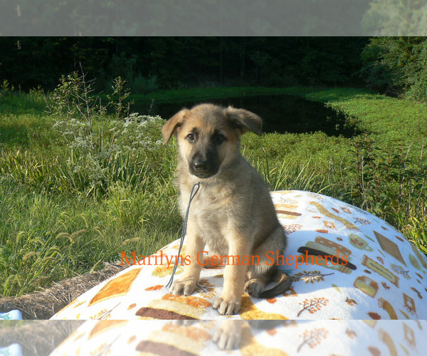 Medium Photo #4 German Shepherd Dog Puppy For Sale in PIEDMONT, MO, USA