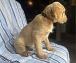 Small Photo #8 Goldendoodle Puppy For Sale in SAN FERNANDO, CA, USA