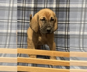 Bloodhound Puppy for sale in FORT MORGAN, CO, USA