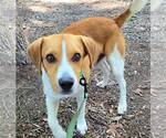 Small #1 Beagle Mix