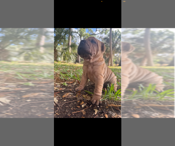 Medium Photo #1 Chinese Shar-Pei Puppy For Sale in PORT SAINT LUCIE, FL, USA