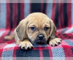 Small Photo #14 Puggle Puppy For Sale in LAKELAND, FL, USA