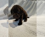 Small #1 Labrador Retriever
